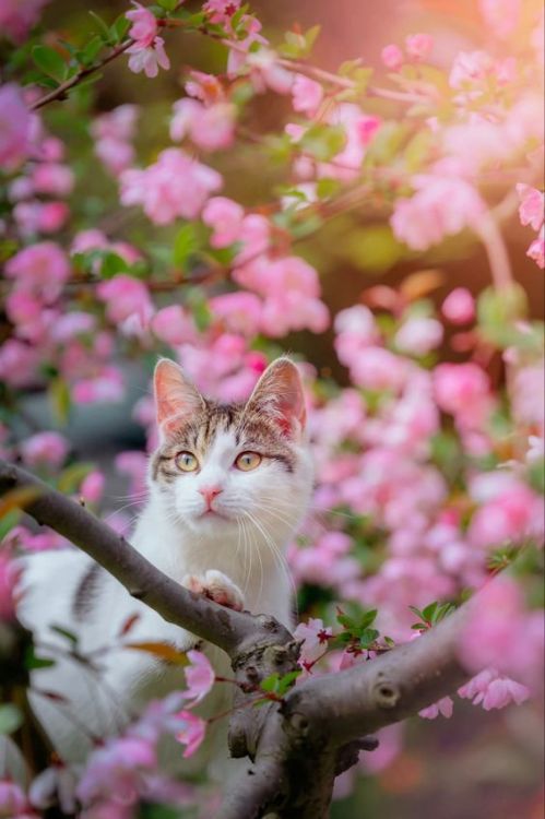 Sex daily–cats:  ♡♡♡ Cats adore flowers pictures