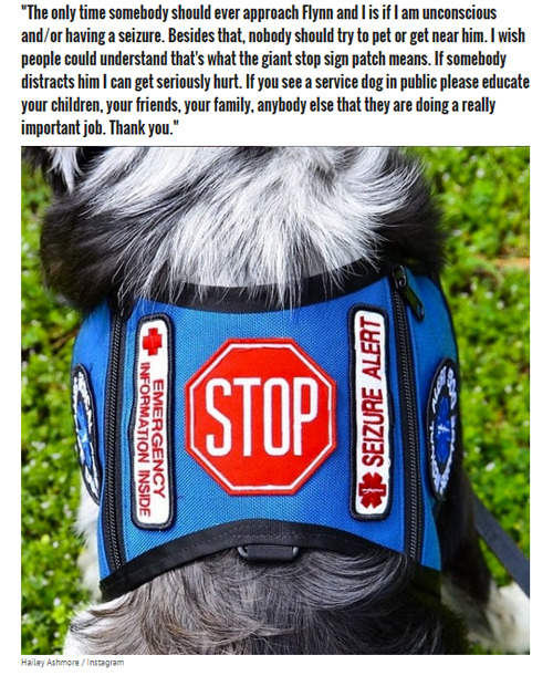 beloved-rose:    Teen With Epilepsy Has A Seizure When Her Service Dog Is Distracted  This article is too important for me to just post a link that you probably won’t click through to read.  THIS is why you DO NOT EVER pet service dogs.  They are