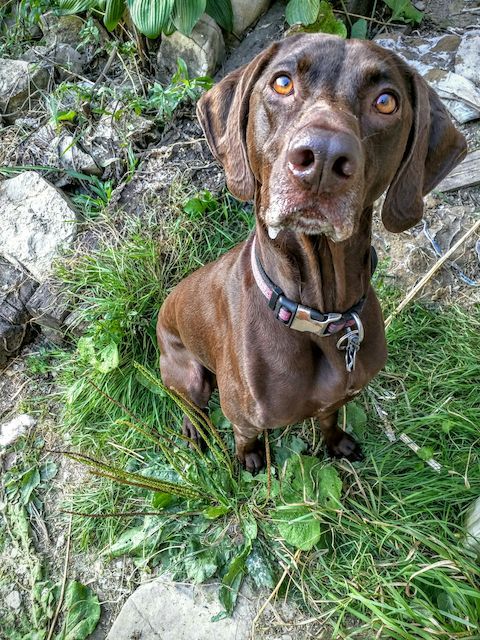 patrickdanforth:  Zoe Dog, Gsp, German Shorthaired Pointer, Canine by Patrick Danforth
