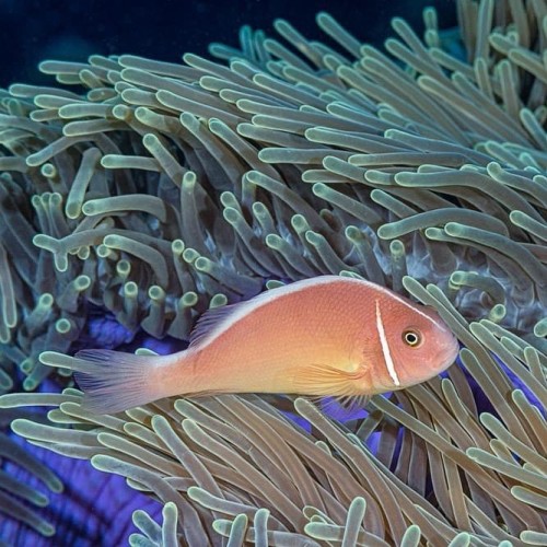 Did you know? There are nearly 30 species of clownfish! Here’s one you may not know: the pink skunk 