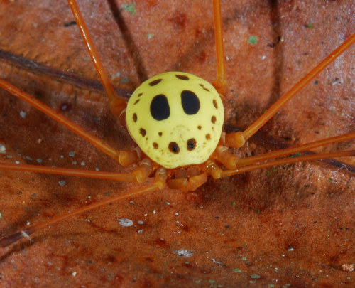 onenicebugperday: As requested, some funky lads from the Amazon Rainforest! I couldn’t choose just o