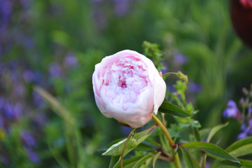 myverybritishblog