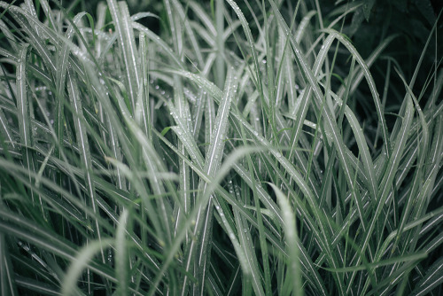  Summer storms. 7/23/2013 