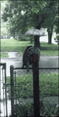 4gifs:  A raccoon kit hides from the rain