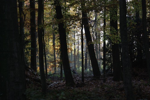 90377: november forest ‘15