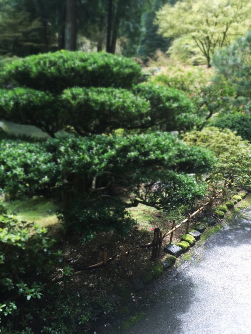 catcocoa:back at the japanese gardens + tilt shift… the river was smaller than my hand, and t