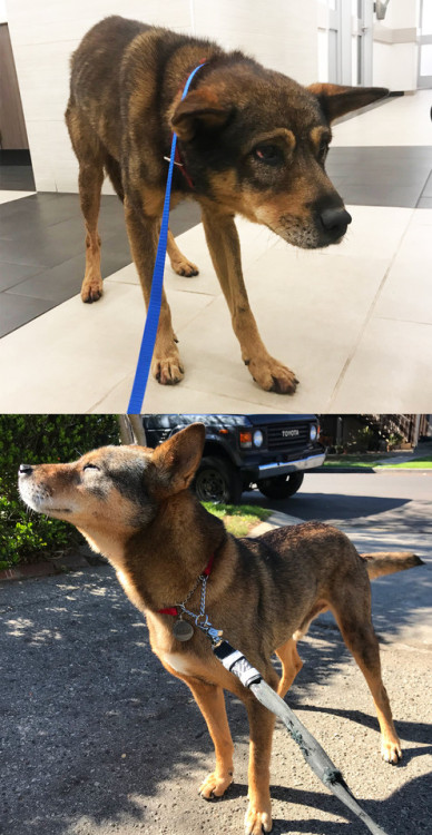 animaladoptions:Anduin - (Jindo Mix) Just after getting hit by a car on PCH and 4 months later