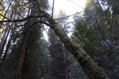 Muir Woods - Winter by MarlaSingar on Flickr.