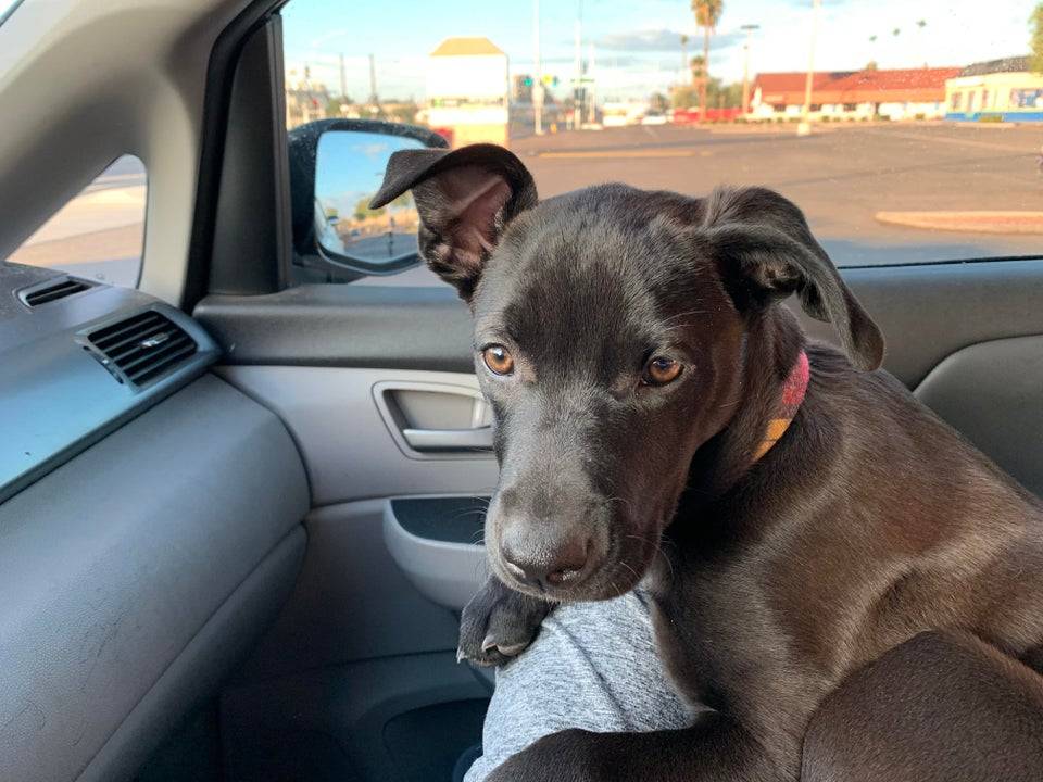 Our sweet girl is losing the puppy flop to her ears