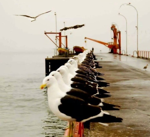 odettemolina - La bahia de Valparaíso.