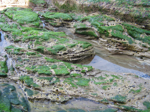 photapir:Geological landforms in miniature at the north end of Hug Point on the Oregon Coast, 16 Apr