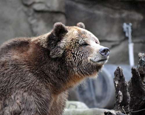 i went to the zoo today to draw animals and this bear looked like it was smiling and i just