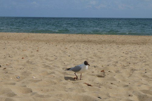 01/07/2014Still editing all the beach photos, this is a bird we got friendly with…I love bird