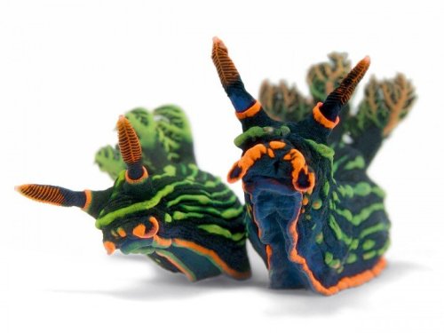 rcruzniemiec:  Nudibranchs David Doubilet  porn pictures