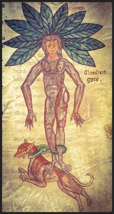 nihtegale:  Mandrake