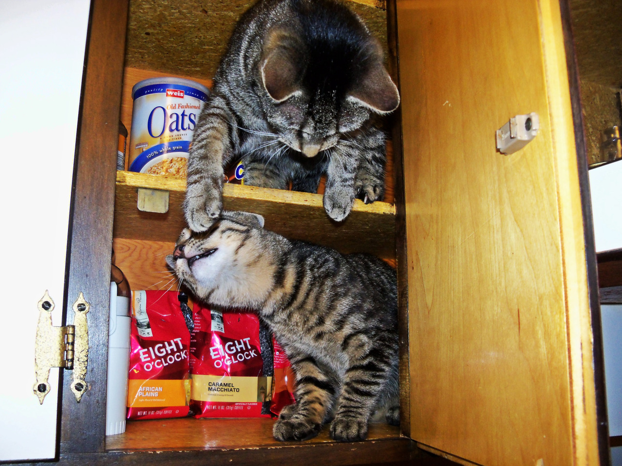 getoutoftherecat:
“not fighting cats. the food in there is not for you anyways.
”