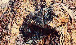  desolation of smaug + scenery porn      