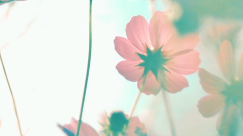 Cosmos Gave Me Hope In My Dreams
