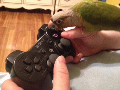 Yoshi licking things part 3: the PS3 controller