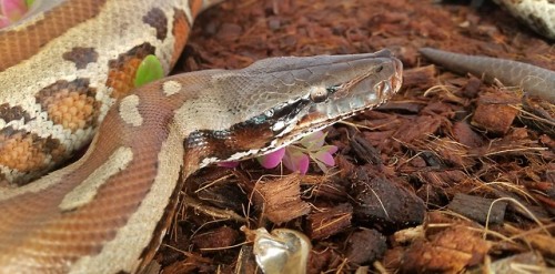 Ziggy Stardust, Zigzag Blood Python (Python brongersmai).