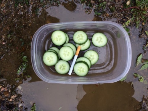 emergencyoranges: Peep this young cuke aesthetic.