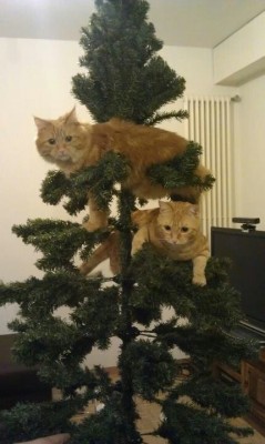 pricklylegs:  So my tree is coming together nicely.. 