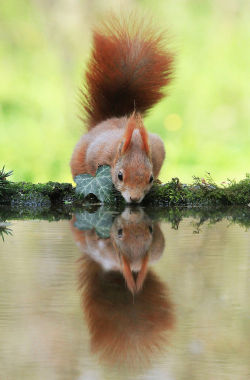 beautiful-wildlife:  Kiss by Julian Rad A squirrel drinking water 