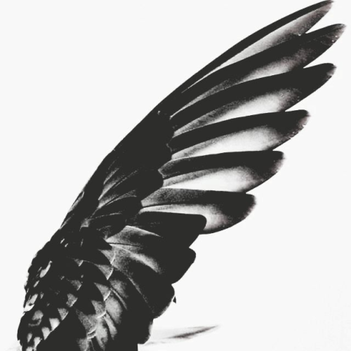 liketwoswansinbalance - LikeTwoSwansInBalance