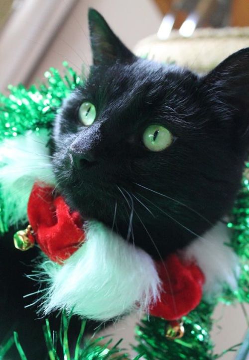 catsbeaversandducks: “Dear Santa,  I like you. I would like a hamster, please. Next year 
