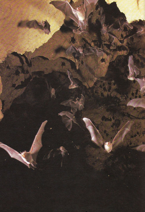 plant-scans:Bats leaving their cave, TrinidadLife on Earth, David Attenborough, 1979