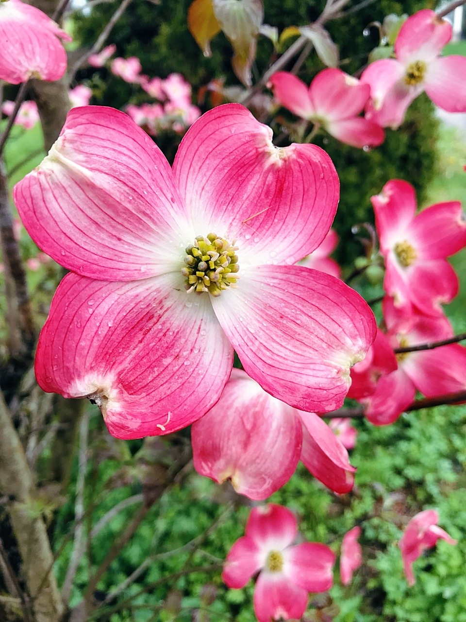 marshmallowmaximus:‪I picked flowers early this morning 