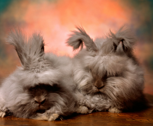 npr:digg:The Cuddly, Fluffy, Surreal World of Angora Show BunniesI can’t get enough of these bunnies