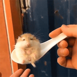 tinybed:fluffygif:Spoonful of cuteness!he looks like a scared little old man