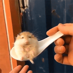 Spoonful Of Cuteness!