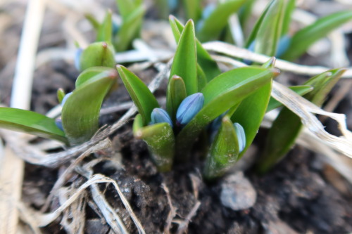  Scilla siberica — Siberian squill a.k.a. wood squill 