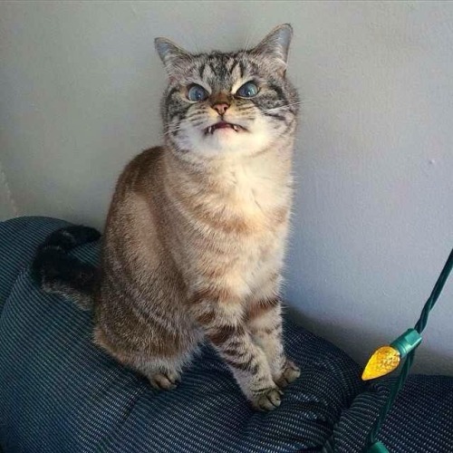 lackadaisycats:  chubbychummy:  lackadaisycats - is this Rocky?  People keep submitting pictures of this cat to my blog.His little fangs are killing me.   It’s a good cat.