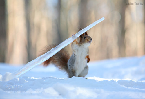 muffin-n-waffle:animal-photographies:Squirrel and icicleDueling is still very much legal among squir