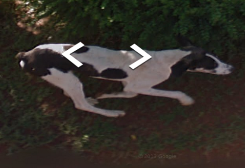 foxfamilyfeatures:it seems like this dog chased the google streetview car for a while until it lost 