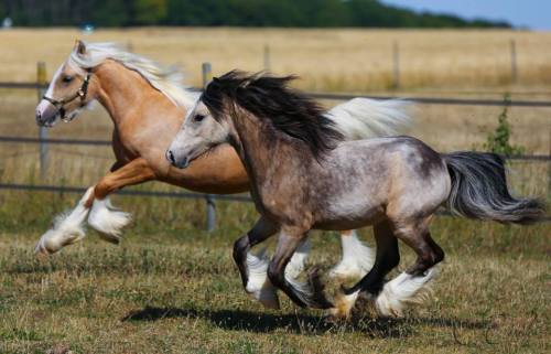 scarlettjane22: Cob RunCorinne Eisele, France Heart of a Horse