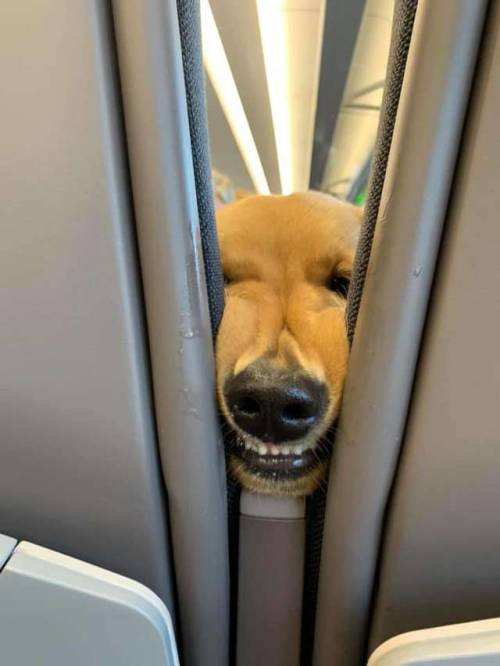 xtimelessheartsx: recommend:   Friendly dog knows how to entertain passengers on long flight (x)   “Oh!! Hi there human” “Lemme kith you human. Come clother.” “Grrr give me kisses or else.” 