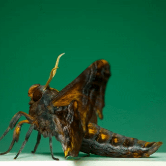 Moths Flying In Slow Motion Gif Pack!