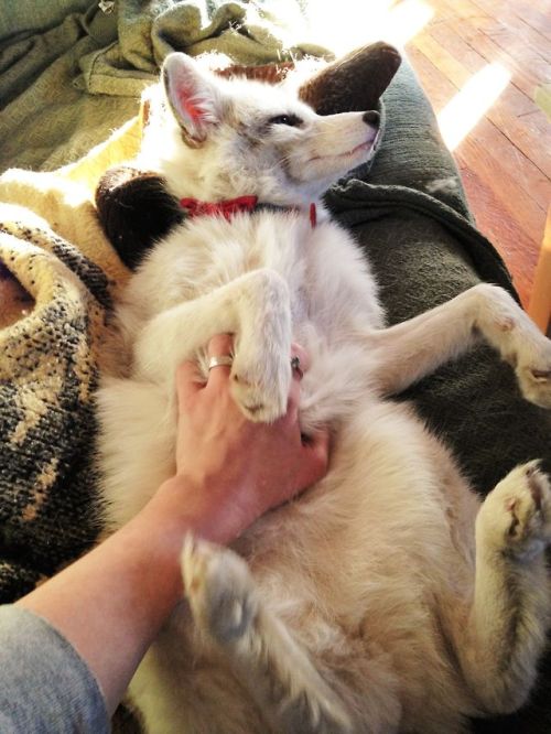 Belly rubs! 