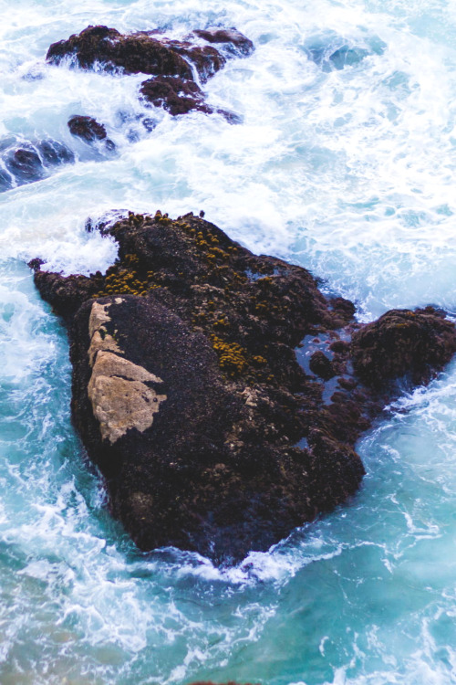 Kingdom Of The Ocean