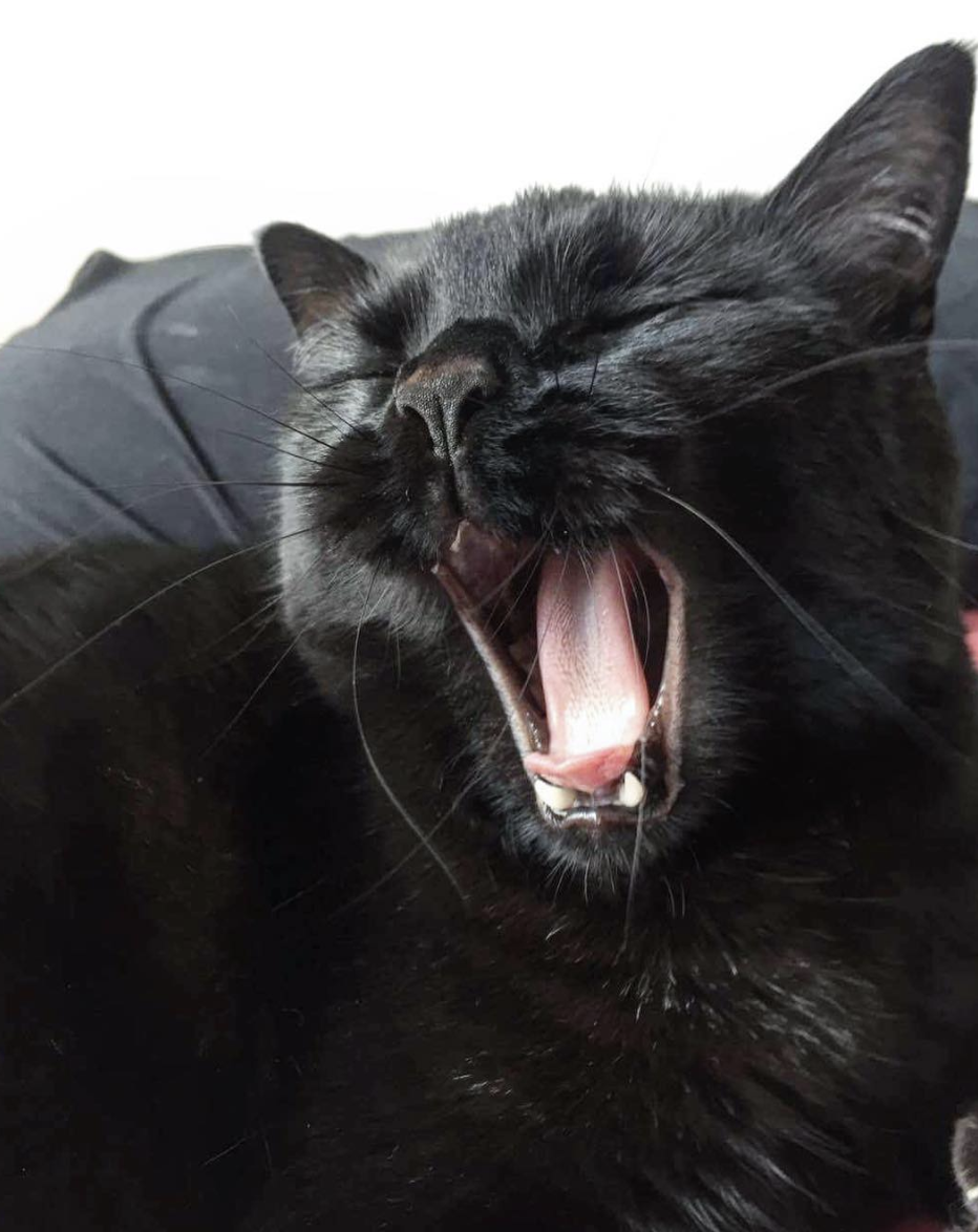Black Cat Appreciation Post