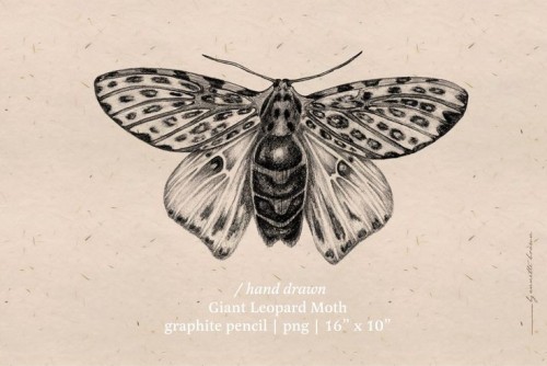 The Giant Leopard Moth (Hypercompe Scribonia) Is A Moth Of The Family Erebidae. They Are Distributed