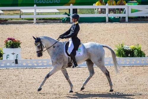 BarraduffCarroll House x Crested Vesta VIIIrish Sport Horse, GeldingBorn 2002