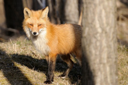 jaws-and-claws:  Renard Roux Red Foxes 2013