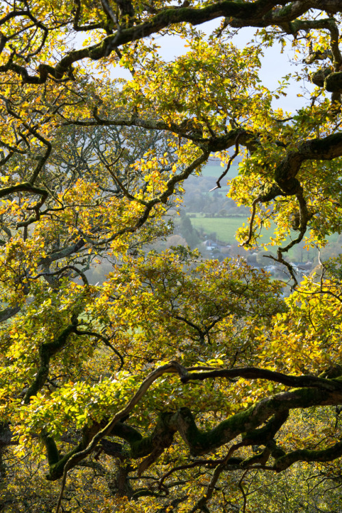 stephenearp: November Oak