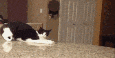 Facebook vs Tumblr Cat edition