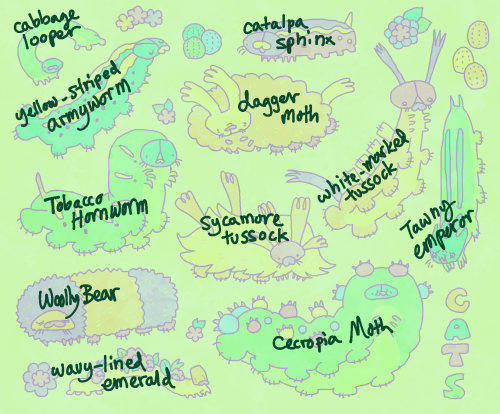 here are the names of the buggy friends I’ve drawn recently, thought it might be interesting t